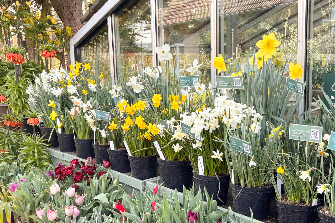 Duftende Narzissen: Die Engelstränen