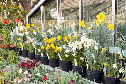 Duftende Narzissen: Die Engelstränen