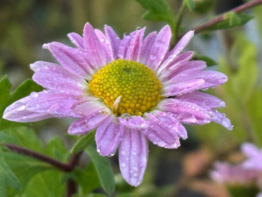 Spätblühende Helden für einen Sonnigen Standort