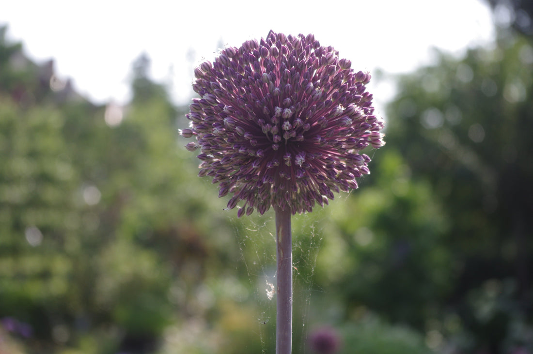 Allium ‘Summer Drummer’ the big drumbeat for summer
