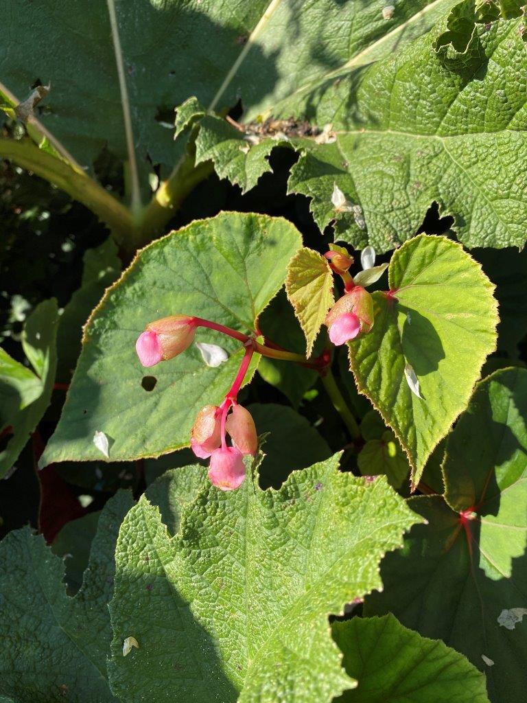 Stauden-Begonie oder Japan-Schieffblatt