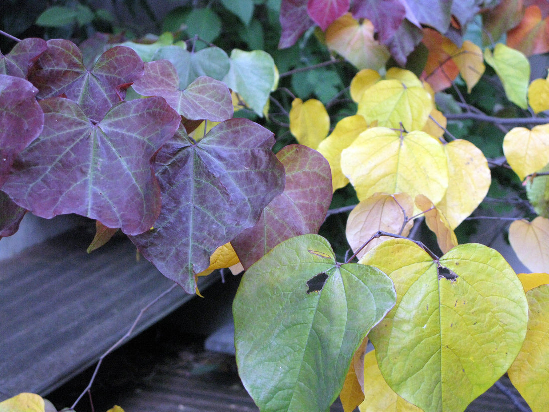 Wunderschön blühende holzige Hülsenfrüchte