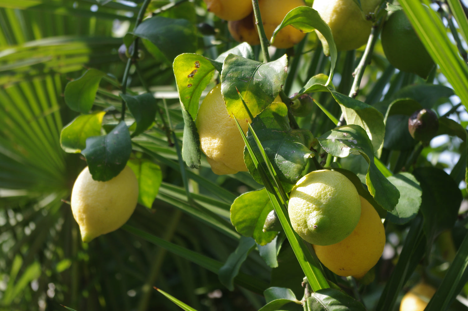 Zitruszeit in der Gartenakademie