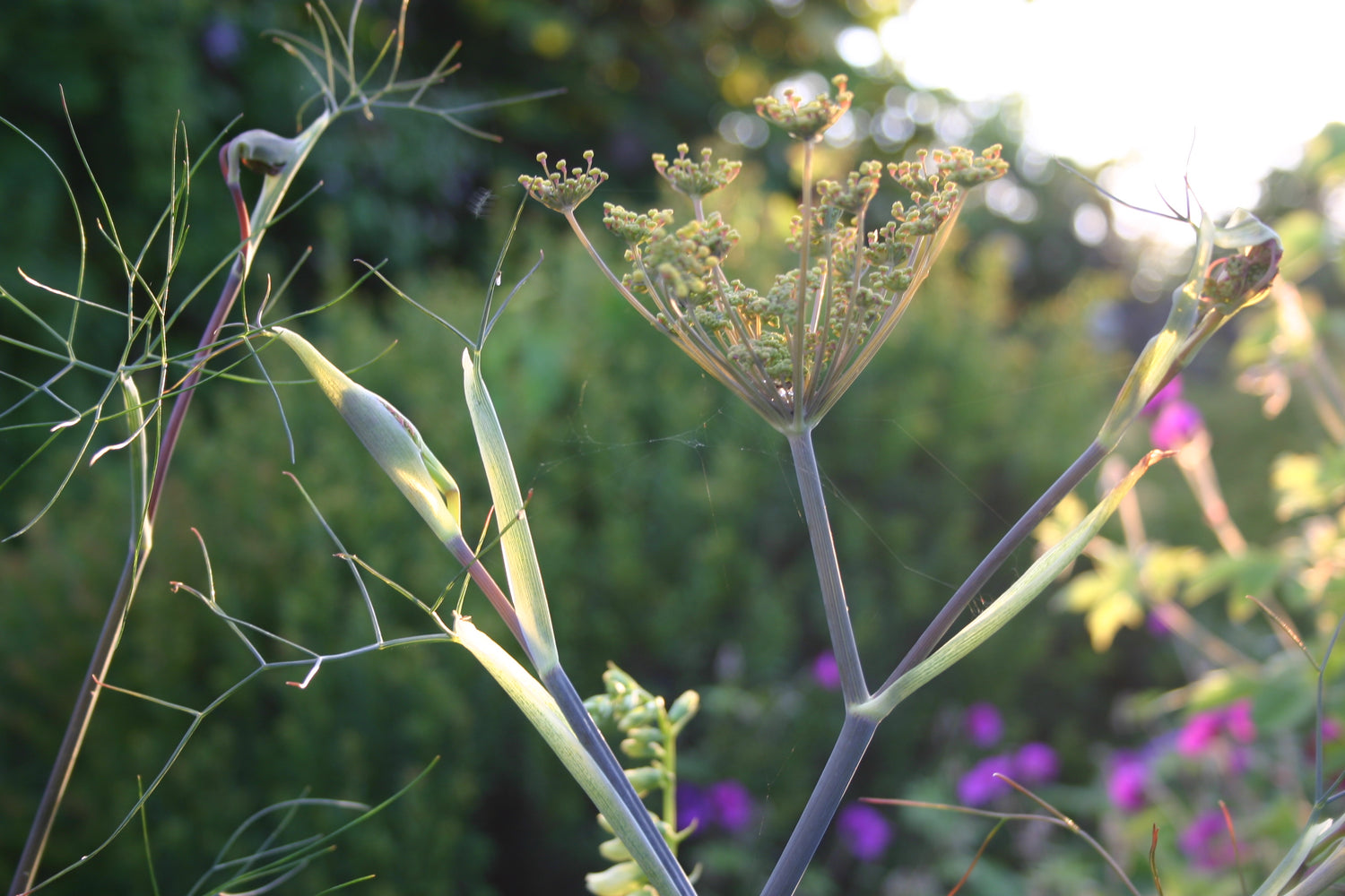 Mehrjährige Kräuter