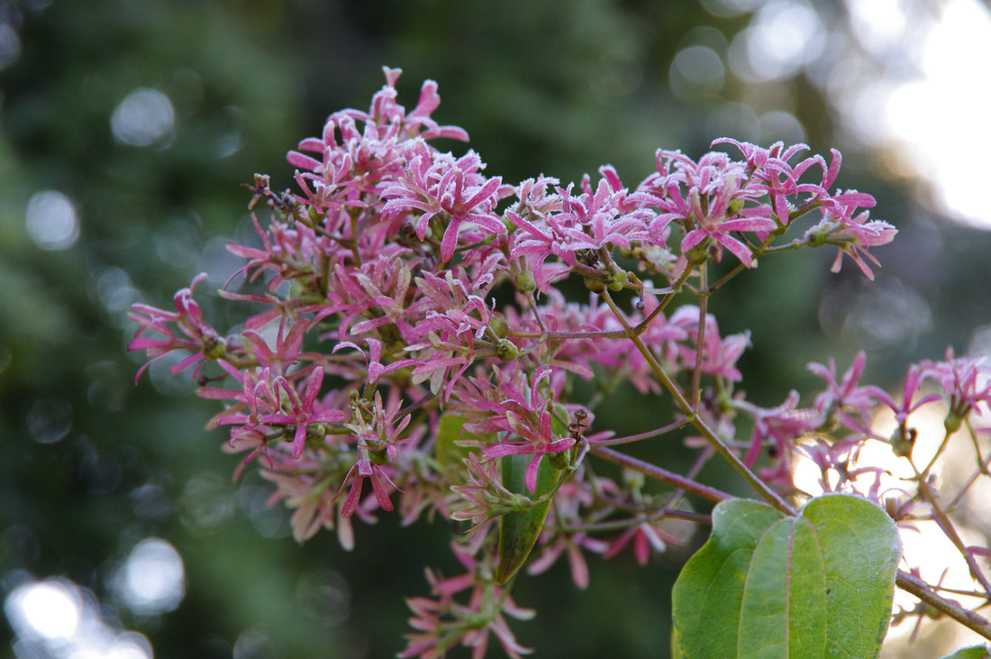 Späte Blüten für den Schattengarten