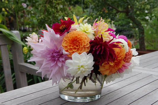 Dahlien – Alles, was Sie über die tolle Knolle wissen müssen!