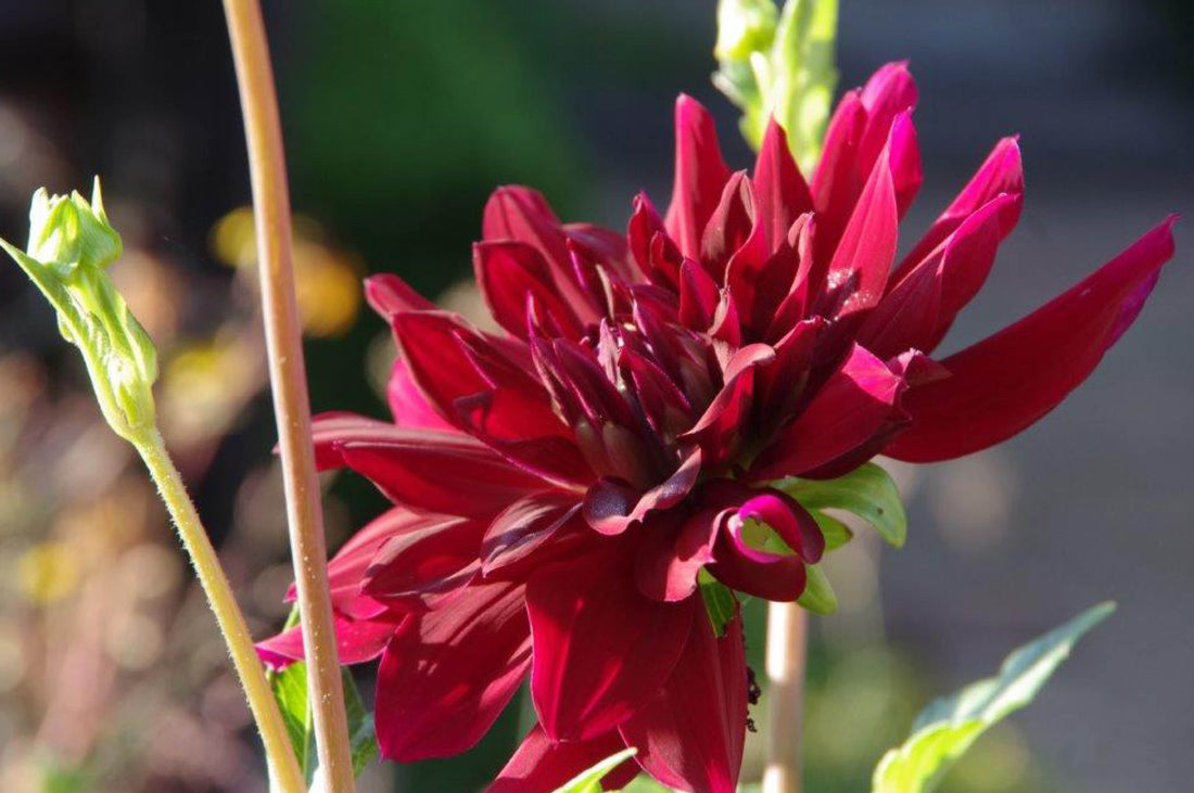 Sommerliche Rabattenfüller: Dahlien und Einjährige