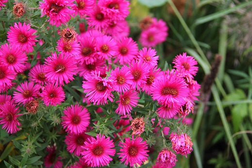 Aster Alma Pötschke