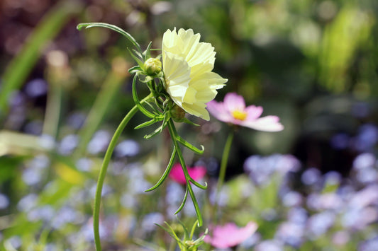 Jetzt ist die richtige Zeit, um einjährige Pflanzen noch zu säen oder zu pflanzen