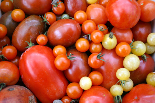 LEITFADEN FÜR DEN ANBAU VON TOMATEN