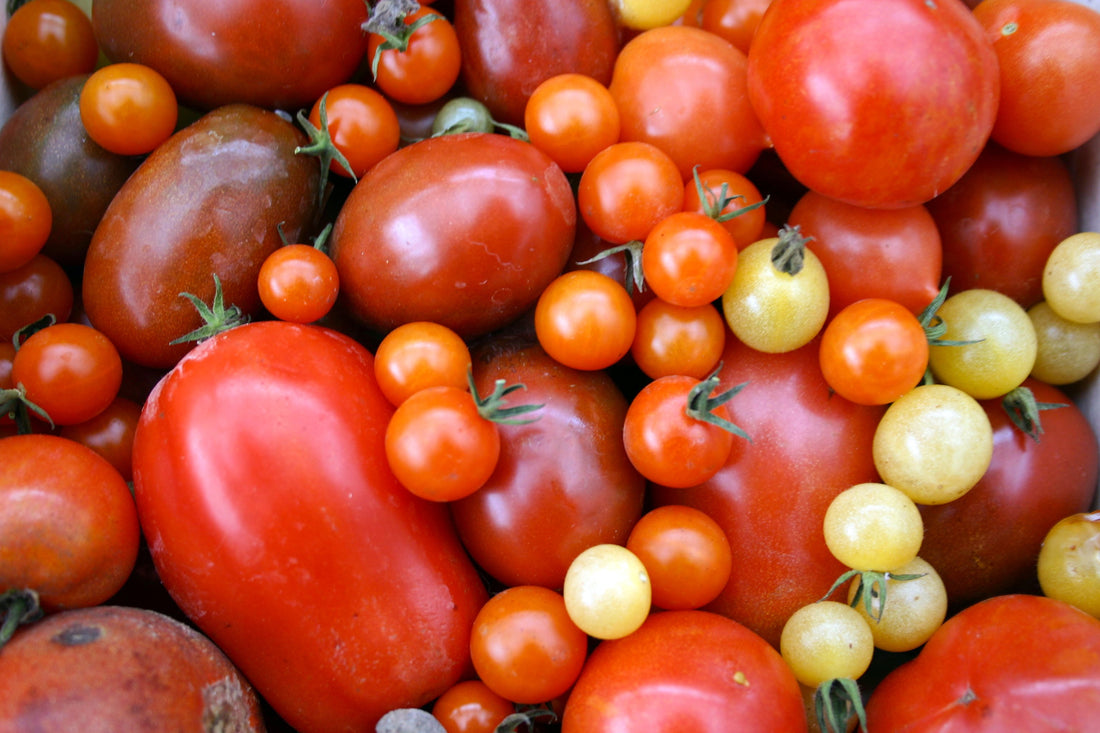 Leitfaden für den Anbau von Tomaten