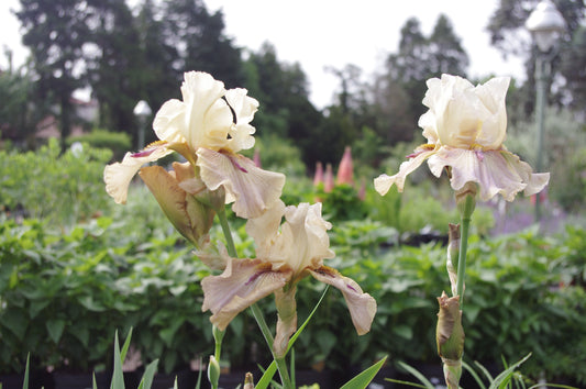 Die Diven des Frühsommers: Iris und Mohn