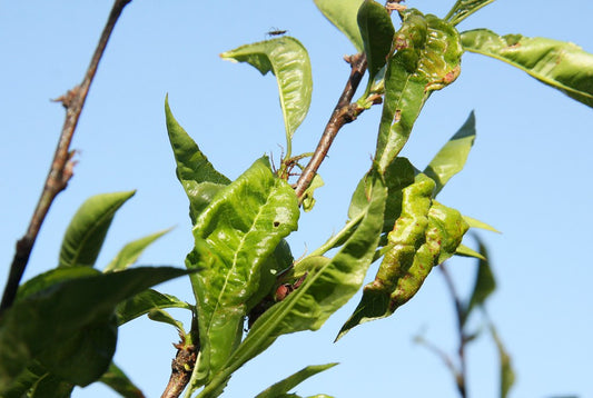 Pfirsich-Kräuselkrankheit