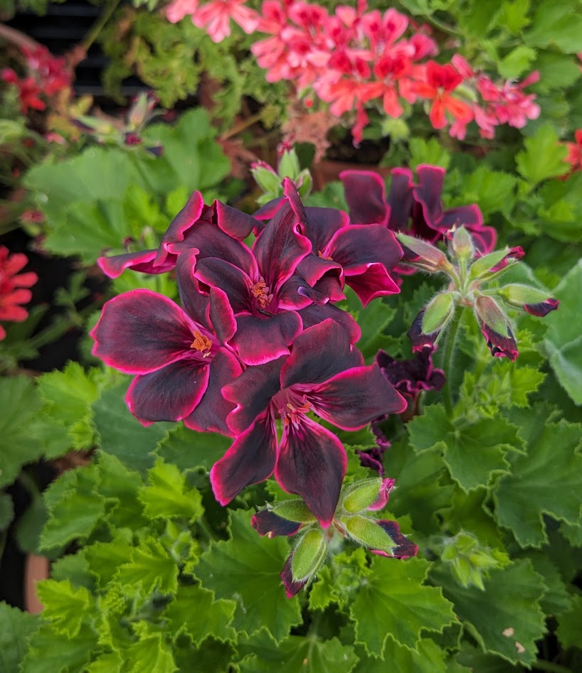 Pelargonien und ihre Vermehrung