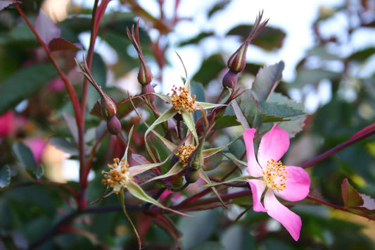 Wie man Rosen erfolgreich pflanzt