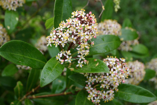 Die Farbe Grün im winterlichen Garten