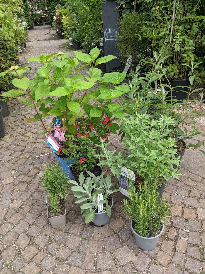 26.06. Vermehrungs-Blog Juni 2022