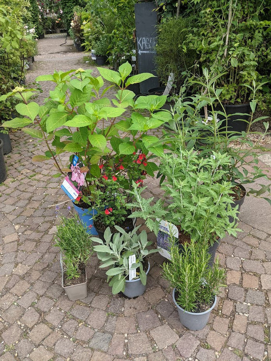 26.06. Vermehrungs-Blog Juni 2022