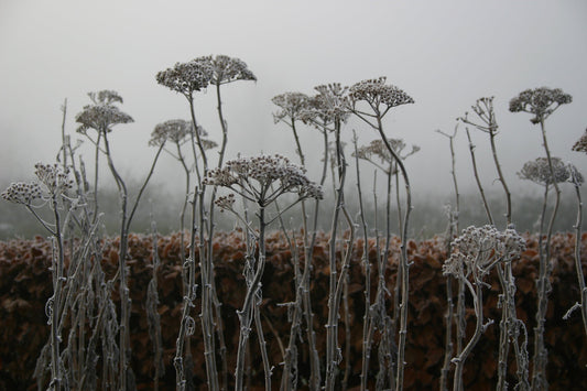 Stauden mit großartige Winterstruktur