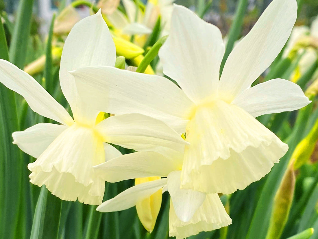 Die Gartensaison kann endlich beginnen