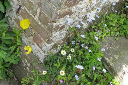 Der ewige Kampf mit dem Unkraut