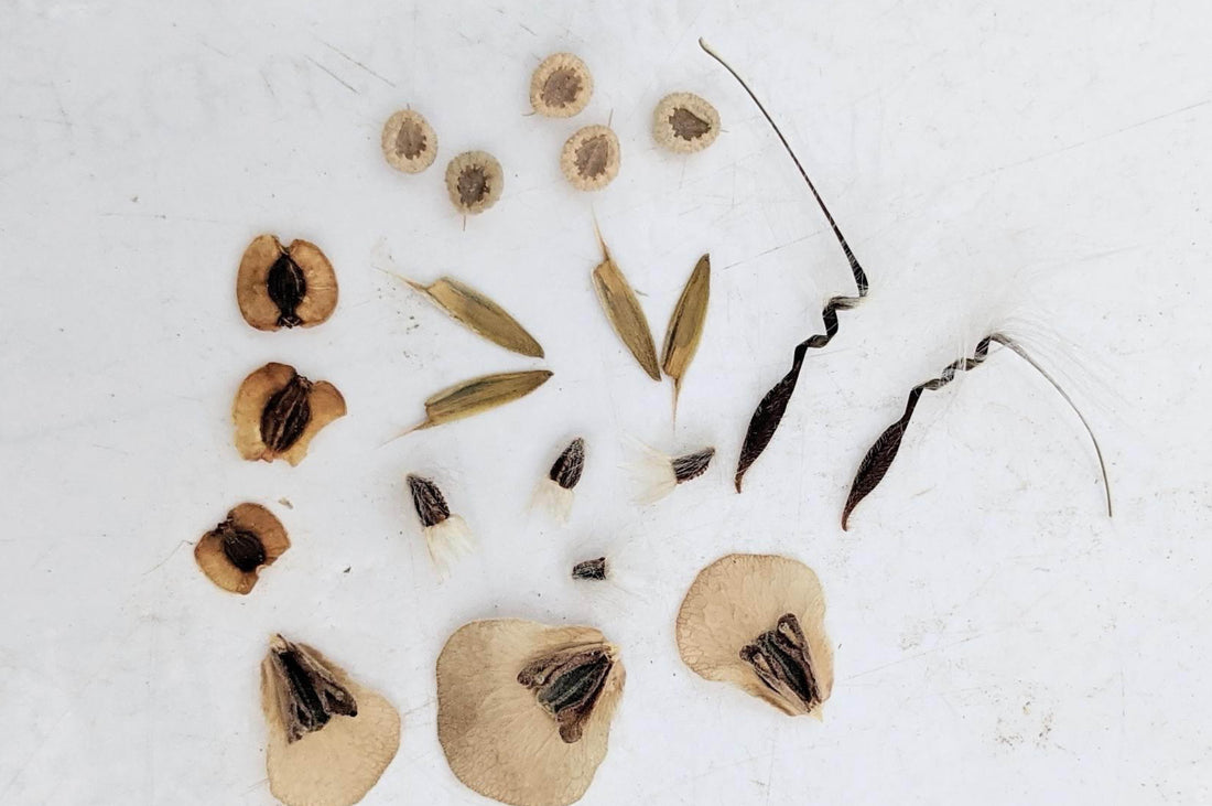 Dr Catherine Thorpe: Vermehrungs-Blog - August 2022