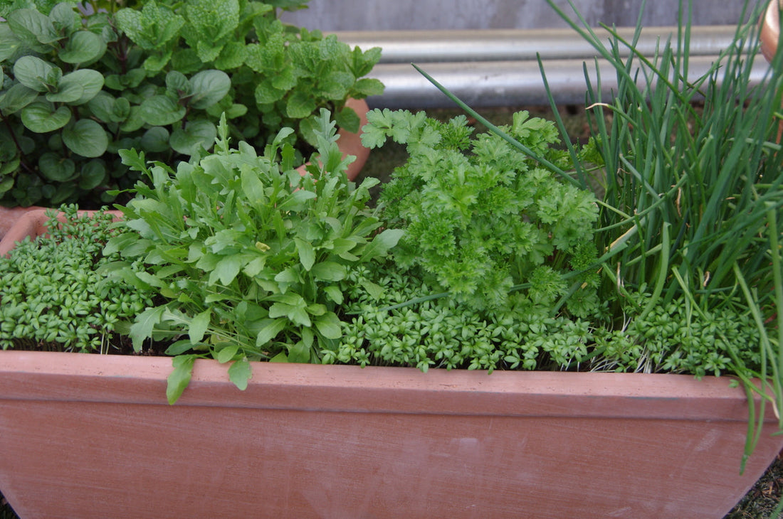 Einjährige Kräuter