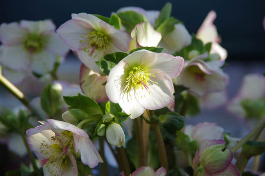 Saisonvorbereitungen