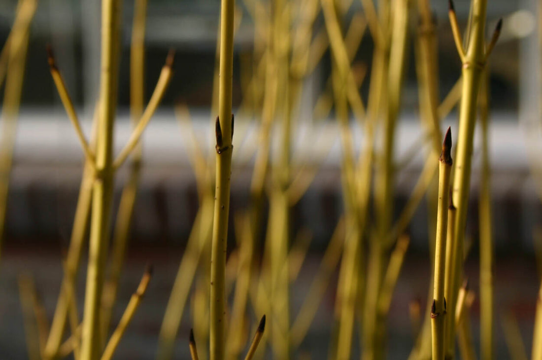 Farbe im winterlichen Garten