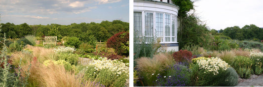 Halbsträucher für trockne Standorte