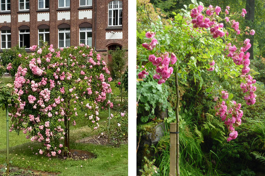Lust auf Rosen aber kein Platz?