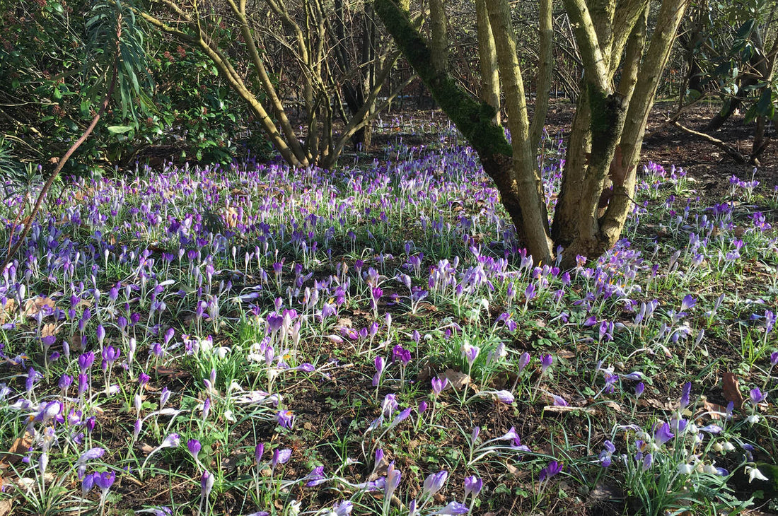 Blumenzwiebeln pflanzen