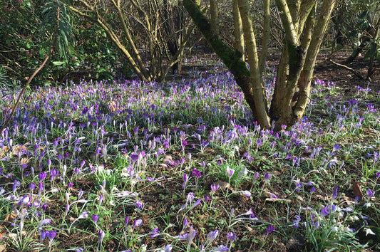 Blumenzwiebeln pflanzen