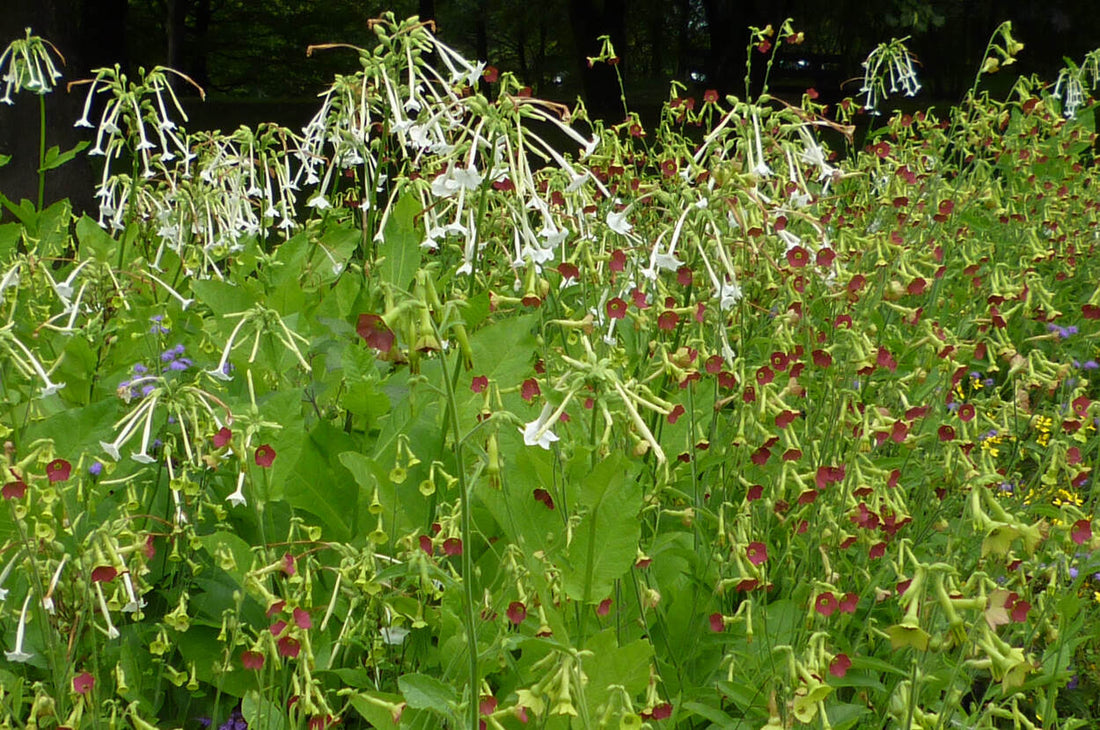 Nicotiana
