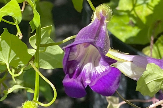 Einjährige Kletterpflanzen