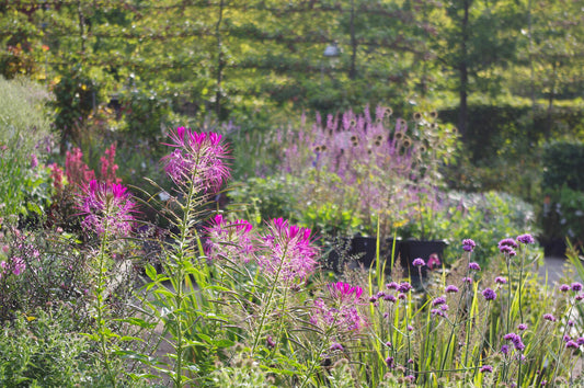 Einjährige Lückenfüller für Ihre Rabatten