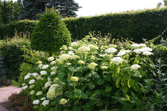 Warum blüht meine Hortensie nicht