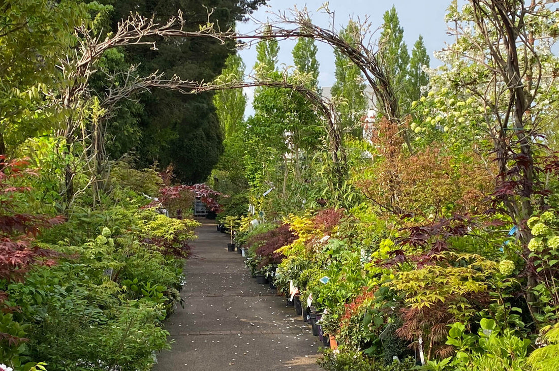 Die Wirkung von rotem Laub
