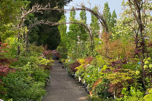 Die Wirkung von rotem Laub
