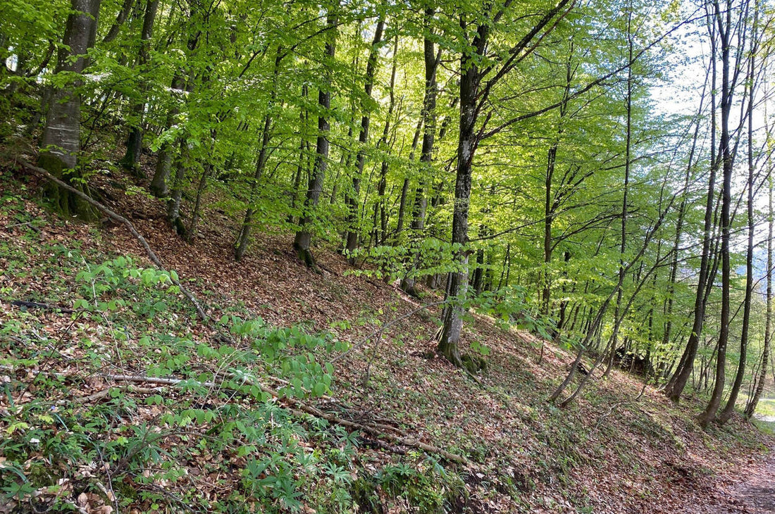 Inspirierendes natürliches Pflanzen