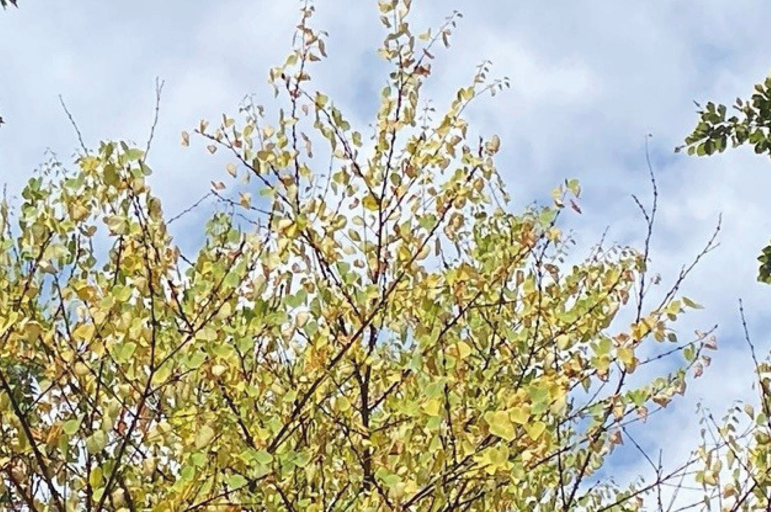 Wie Sie Ihre Pflanzen bei der Dürre pflegen können