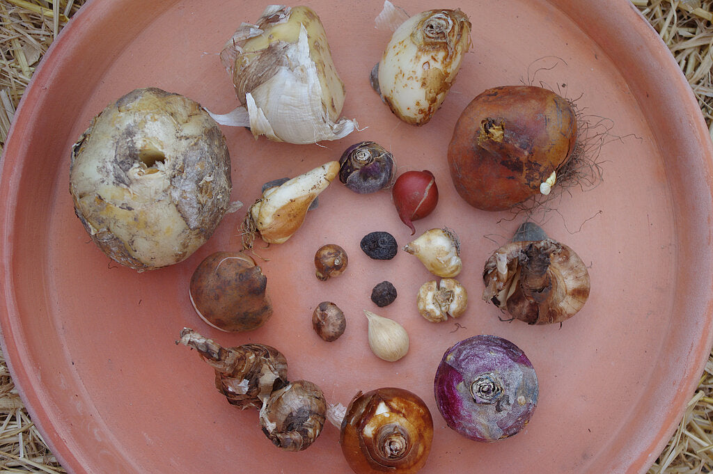 Ausrüstung für das Pflanzen von Blumenzwiebeln