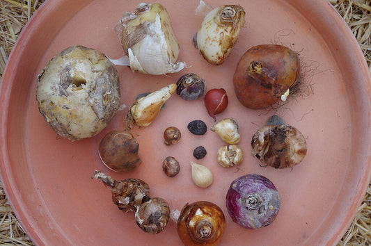 Ausrüstung für das Pflanzen von Blumenzwiebeln