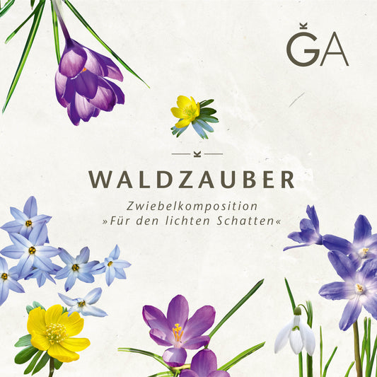 Ein minimalistisches florales Design mit lila, blauen, gelben und weißen Frühlingsblumen und Tulpen umgibt den deutschen Text "Waldzauber: Für den lichten Schatten" der Königlichen Gartenakademie, mit einem stilisierten GA-Logo in der oberen rechten Ecke.