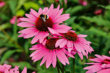 Lade das Bild in den Galerie-Viewer, Stauden im Garten
