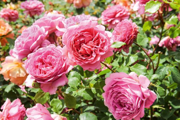 Ein Strauß leuchtend rosafarbener und pfirsichfarbener Rosen mit üppigem Laub erinnert an die klassische englische Gartenkunst - die perfekte Inspiration für Ihre Gartengestaltung, wie im Buch "Gärtnern wie Gott in England" vom Callwey Verlag.