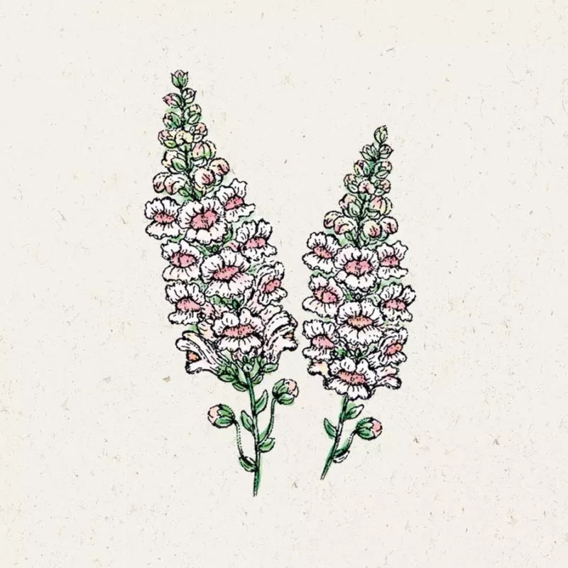Eine handgezeichnete Illustration von zwei hohen, rosa-weißen Jora Dahl - Antirrhinum majus 'Appleblossom' (Löwenmäulchen) Blütenständen mit grünen Stielen und Blättern auf einem strukturierten, cremefarbenen Hintergrund. Die Blüten blühen von Juli bis September.