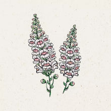 Lade das Bild in den Galerie-Viewer, Jora Dahl - Antirrhinum majus &#39;Appleblossom&#39; (Löwenmäulchen)
