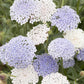 Jora Dahl | Didiscus caeruleus 'Lace Mixture' (Blaudolde) zeichnet sich durch Büschel kleiner blassvioletter und weißer Blüten über grünem Laub aus, die sich ideal für einen zarten Gartenlook oder als charmante Schnittblumen in Blumenarrangements eignen.