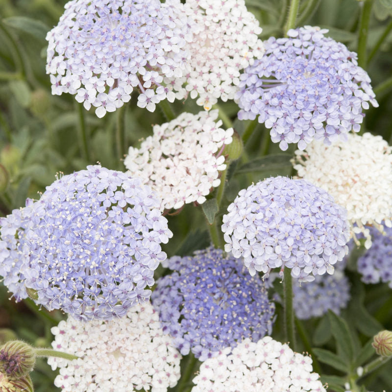 Jora Dahl | Didiscus caeruleus 'Lace Mixture' (Blaudolde) zeichnet sich durch Büschel kleiner blassvioletter und weißer Blüten über grünem Laub aus, die sich ideal für einen zarten Gartenlook oder als charmante Schnittblumen in Blumenarrangements eignen.
